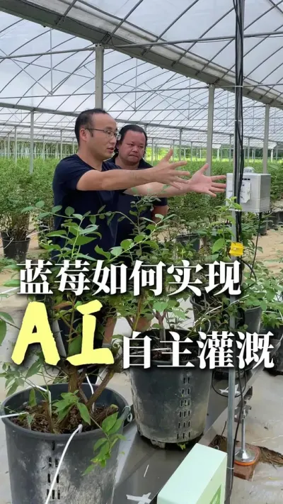 #AI自主灌溉#广东蓝莓种植 #蓝莓自主灌溉系统 #水肥一体化 广东种蓝莓也用上了我们的AI自主灌溉系统
