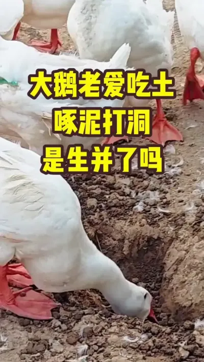 大鹅老爱吃土，啄泥打洞，是生并了吗#抖音三农#养鹅#养殖