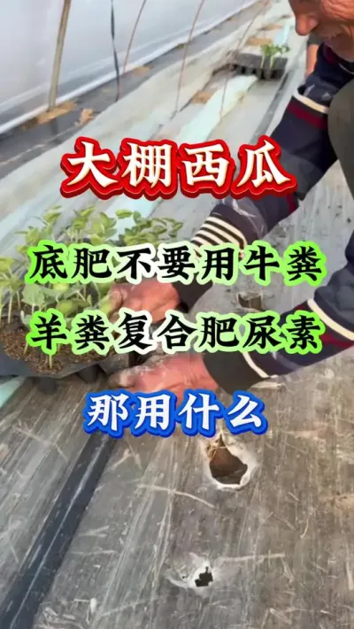 西瓜种植 大棚西瓜底肥不要用牛粪羊粪复合肥尿素#西瓜种植#西瓜管理 #西瓜高产#西瓜底肥