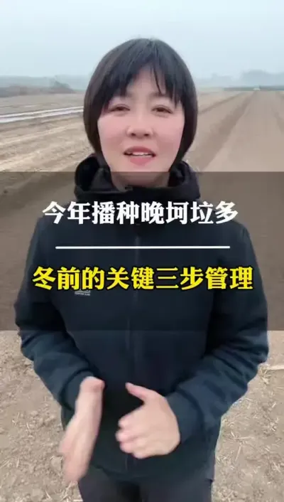 今年播种小麦晚坷垃多的地块，冬前的关键三步管理！ #农业种植 #田间地头走一走 #抖音新农人
