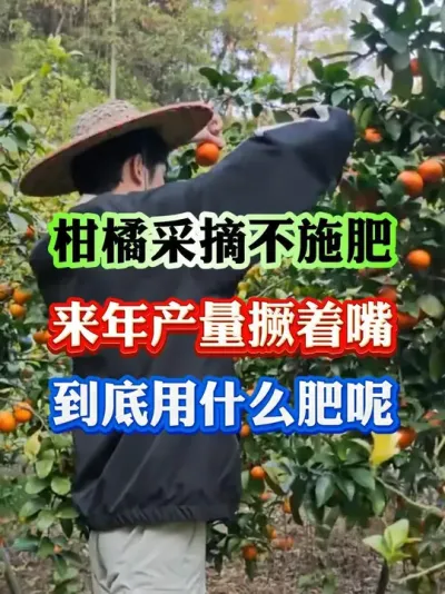 柑橘采摘不施肥，来年产量撅着嘴#果树种植 #果园管理 #果树管理 #施肥