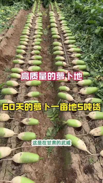 #ũ#ܲ#ũ #߲ݪֲ#ܲܲǸ