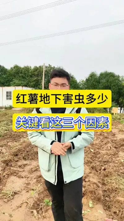 红薯地下害虫是多是少，关键看这三个因素！#红薯高产种植技术 #红薯种植 #地下害虫防治 #红薯地下害虫