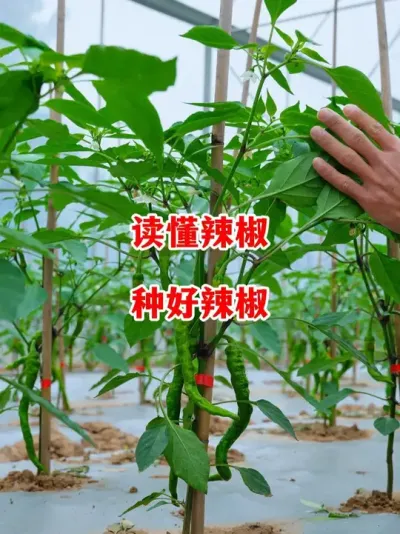 Ҫֺʶ#ݪֲ # #С #߽ #ũ2025