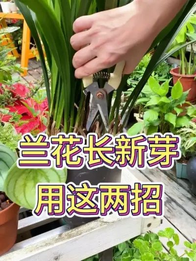 ѿ# #ݪֲ #ֲ # #С֪ʶ