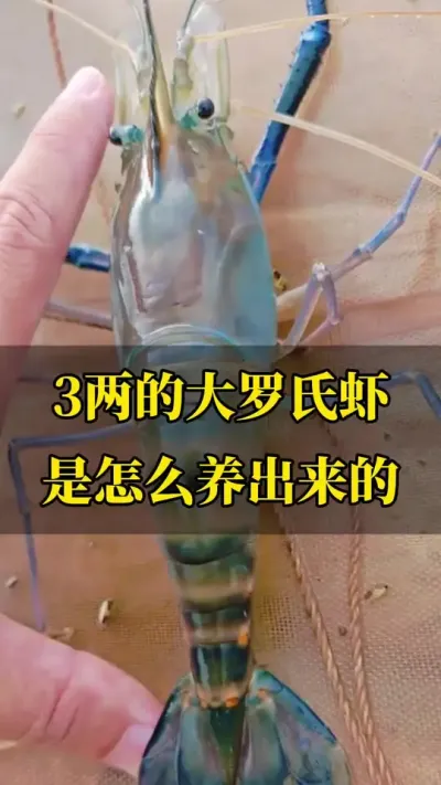 3ĴϺֳҪ#ˮֳ #Ϻֳ #Ϻֳ #߽Ϻֳ #׶Ϻֳ