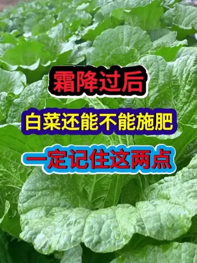 ˪ºײ˻ܲʩһҪ #ײݪֲ #ײݪֲ #ũҵݪֲ #ũ #ũҵ֪ʶũ