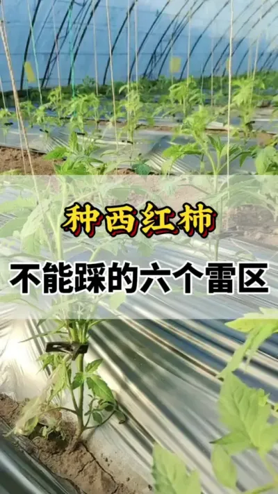 ַѲɲȵ#ݪֲ #ݪֲС #ݪֲ