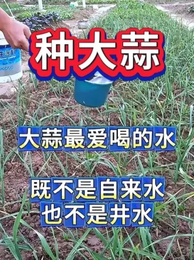 ȵĿɲˮɶ #ũ #ũҵݪֲ #ݪֲ #ִ #