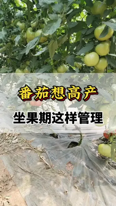 ߲#ũҵݪֲ #ݪֲС #ݪֲ #Ѹ߲