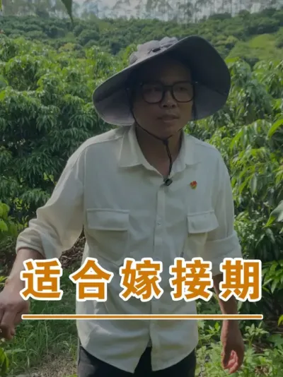 ֦ڻʺϼ޽#ɽ֦#ũҵҵ#ũ2025#ֹ#֦ݪֲ@