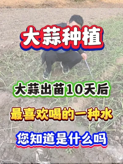 大蒜出苗10天后最喜欢喝的一种水，您知道是什么吗？ #大蒜种植  #大蒜高产 #大蒜种植管理技术 #种植小技巧 #农业种植