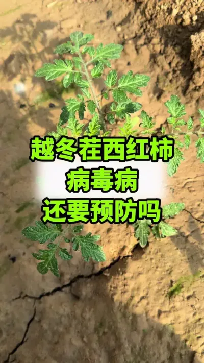 ԽҪԤ#Խ#ݪֲ#ͷ#Ѳ