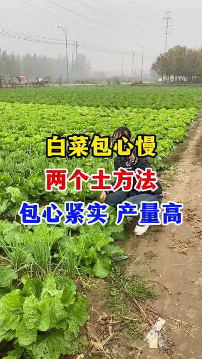 Ҫײ˰Ľʵ#ײݪֲ#ײ˹#ײ˰#ײ˸߲