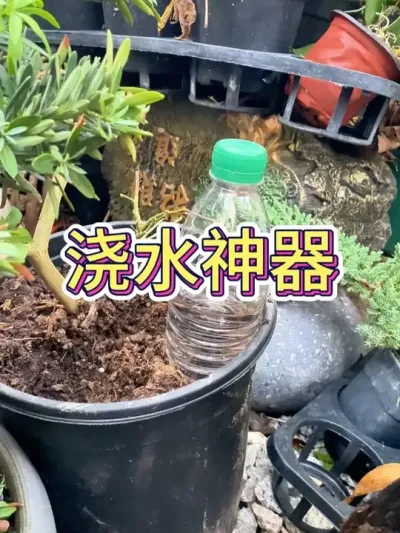 浇水神器#浇水神器 #浇水 #花卉绿植 #养花 #养花小知识