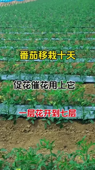 ʮٻ߻һ㻨߲#ũݪֲ #ٻ #ٻ