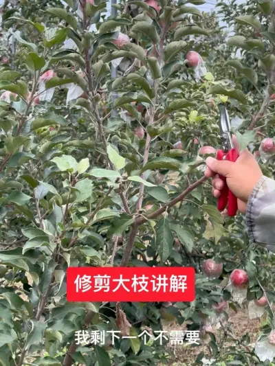 #ũ2025 #ũ #һ䶶ũʽ #ݪֲ #