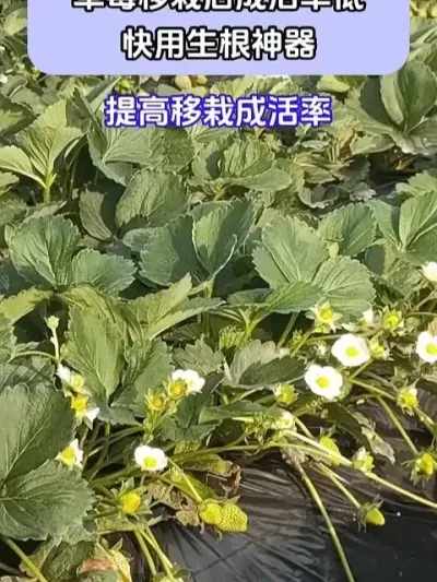 草莓移栽后成活率低快用生根神器 @巨大星—龙灯膨果翟工 @巨大星-龙灯水溶肥源头厂家 @龙灯巨大星-膨果肥源头厂家 #种植小技巧 #草莓种植 #农业种植 #服务三农支持三农 #巨大星棒福根