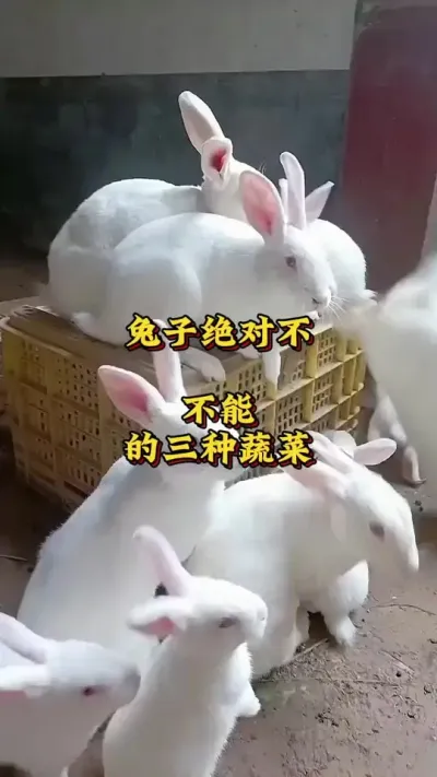 兔子绝对不能吃的三种蔬菜 #散养兔  #养兔人  #每天分享养殖技术和经验 #肉兔养殖