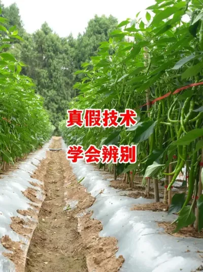 ˵Լ“ר”ЧɶҲ#ݪֲ # #С #߽ #ũ2025