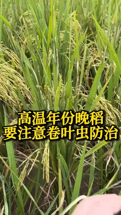 ҪעؾҶ #֮ #ˮݪֲ #߲ #ũ #ũ