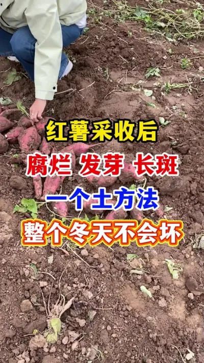 պһ첻ỵ#ݪֲ#Ҫ # ##ũҵ֪ʶũ