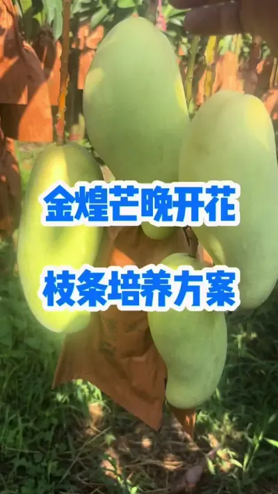 âӳŻ֦ﶬ #ݪֲ #޼֦ #ѿֽ