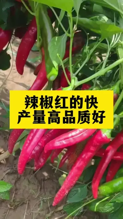 ԽԽ¶ԽԽûкŻĿƷʺ#ũ #ũҵݪֲ #