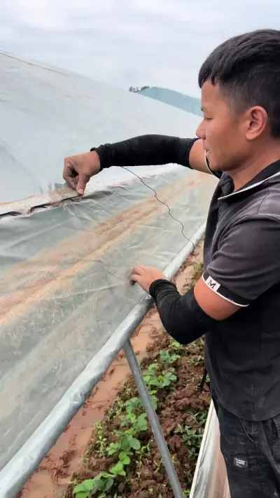 ԭӦôӴ࣡Ǽææ#ũҵݪֲ #紴ҵ