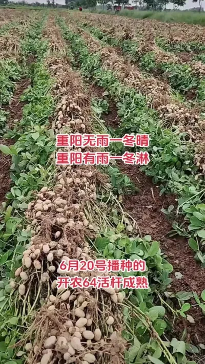 ũչδǿ׼#ũ#ݪֲ#ũ#DOU #ݪֲ