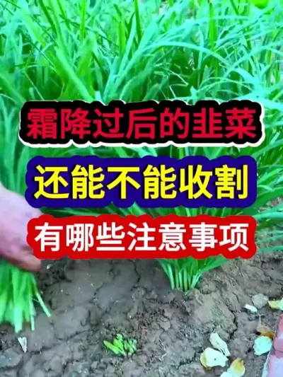 霜降过后的韭菜还能不能收割都有哪些注意事项 #韭菜种植 #农业种植 #种植小技巧 #三农 #分享农业知识帮农民增产增收
