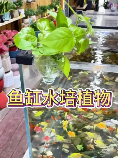 ˮֲ#ˮ #ˮֲ #ֲ # #С֪ʶ