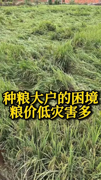 󻧵澳۵Ѷ #֮ #ˮݪֲ #߲ #ũ #ũ