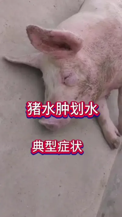 #猪 #母猪 #养猪人 #肥猪 #猪病知识