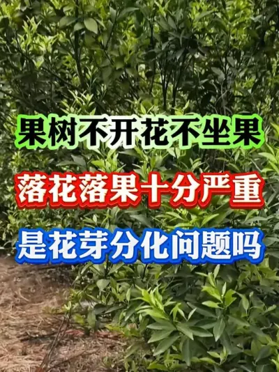 Ż˶ΪǻѿֽǵĻ#ݪֲ # #԰