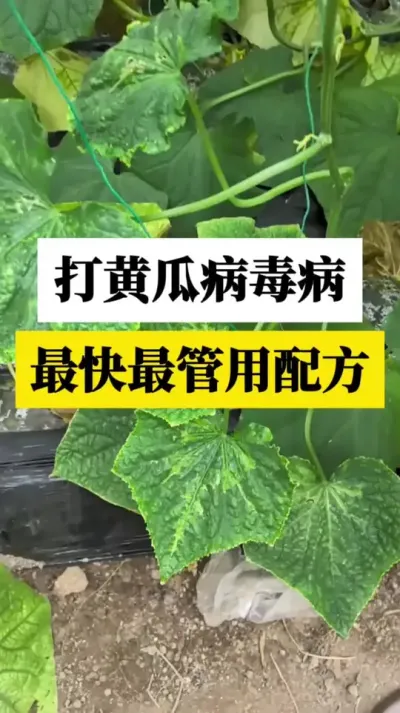 ƹϲ䷽ #ƹ #ƹݪֲ #ƹϲ #Чҩ #ũ