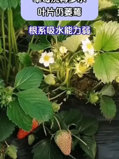 ݮٶˮҶƬή @ش—Թ @ش-ˮܷԴͷ @ش-Դͷ #ݪֲС #ݮݪֲ #ũҵݪֲ #ũ֧ũ #شǰ