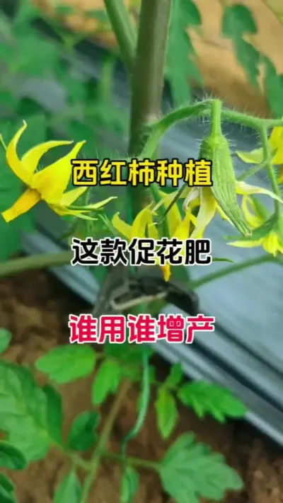 ٻ߻Ϲ߲˶ŻЧϲ#ũݪֲ #ٻ #ٻ߻