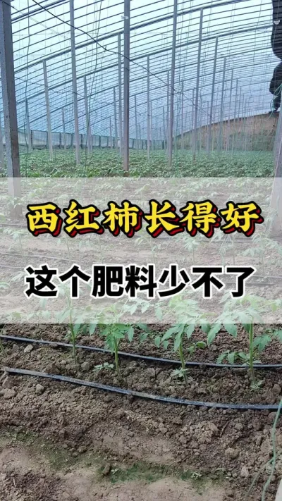 úٲ#ݪֲ #ݪֲС #ũҵݪֲ