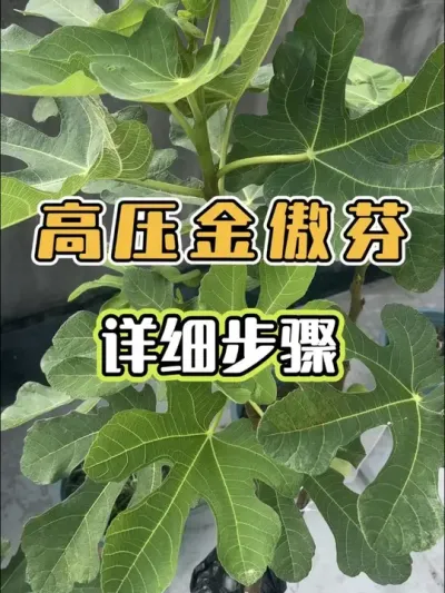 🍀华南的秋季无花果高压 华南不落叶地区，无花果高压还来得及。大概40天左右能够修剪移栽，有想法的小伙伴抓紧时间吧。高压比起扦插省事很多，而且可以无痛得到一棵属于自己的大苗，想想就开心呢！苔藓的出根率比