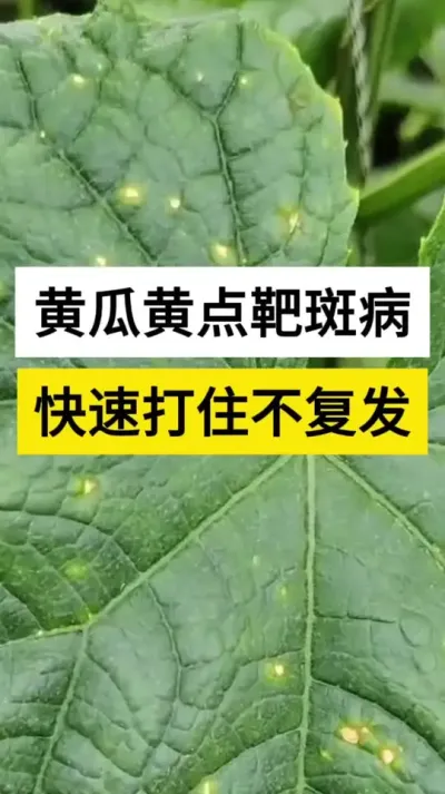 ƹϻƵа߲ٴס #ƹ #ƹݪֲ #ƹϻƵа߲ #а߲ #ũ