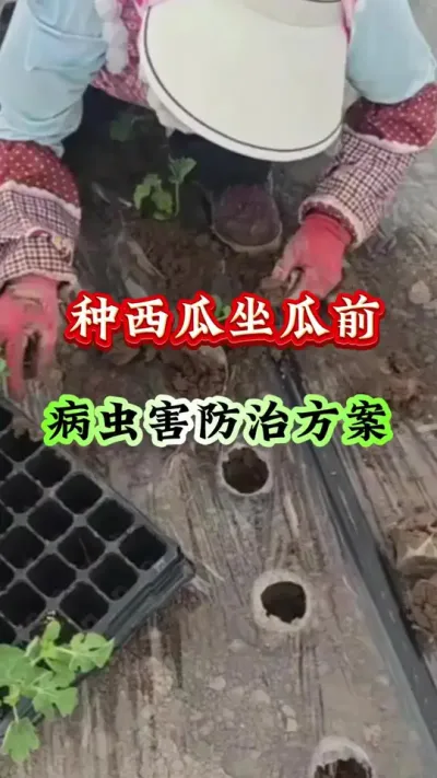 ݪֲ ǰ溦μƻ #ݪֲ #Ϲ #ϸ߲ #ϲ