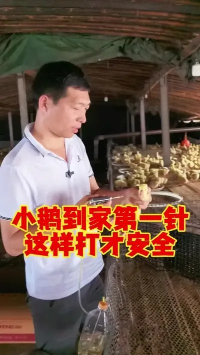 小鹅到家的第1针，这样打才全面才安全。#养鹅 #养鹅技术 #鹅苗 #狮头鹅 #养鹅人