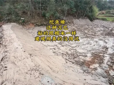 今天2300块挖了一个鱼塘，这种泥巴粘的跟糯米一样，用来建堤坝真是没得说#挖掘机 #挖机 #原创 #挖鱼塘