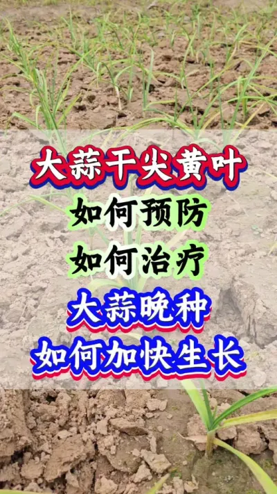 ɼҶԤʩʲôϺ#ݪֲ #Ƥ #ִ #߲ #