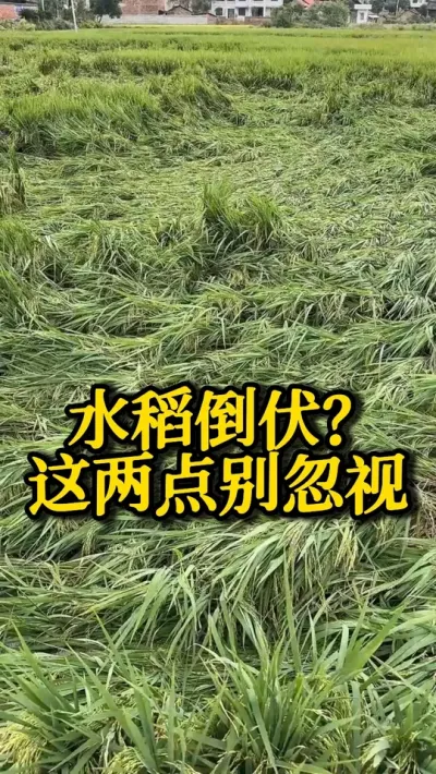 ˮ #֮ #ˮݪֲ #߲ #ũ #ũ