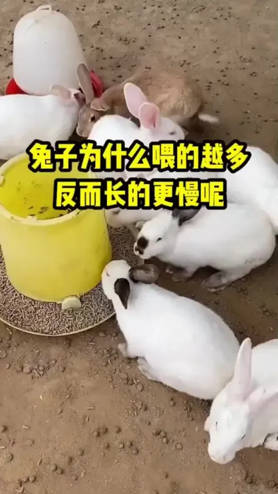 ΪʲôιԽĸ ##ֳ#