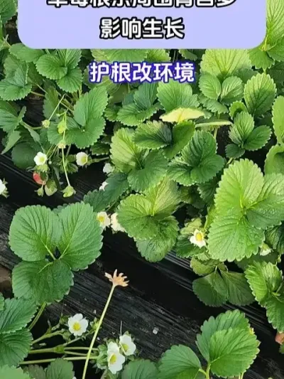 ݮϵΧ̦Ӱ @ش—Թ @ش-ˮܷԴͷ @ش-Դͷ #ݪֲС #ݮݪֲ #ũҵݪֲ #ũ֧ũ #شǰ