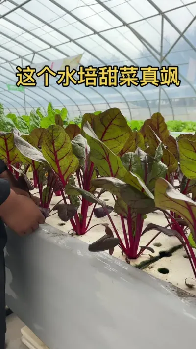#水培#水培蔬菜#立体农业#智慧农业这个水培甜菜真是飒