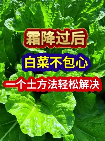 霜降过后白菜不包心一个土方法轻松解决 #白菜种植 #白菜种植技巧 #农业种植 #种植小技巧 #分享农业知识帮农民增产增收